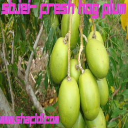 SBJEI- FRESH HOG PLUM